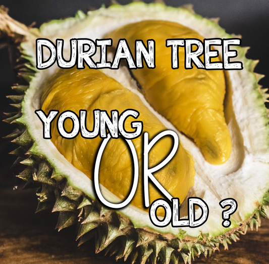 Young or Old Durian Tree?