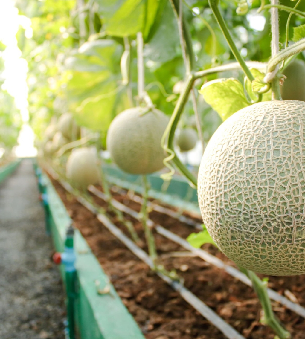 Japan Grade Fuji Melon 富士マスクメロン